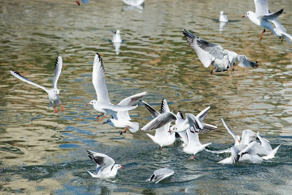 Gaivota lutando por comida — Fotografia de Stock