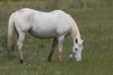 ernstige jonge vrouw in glazen aanbieden van boeken