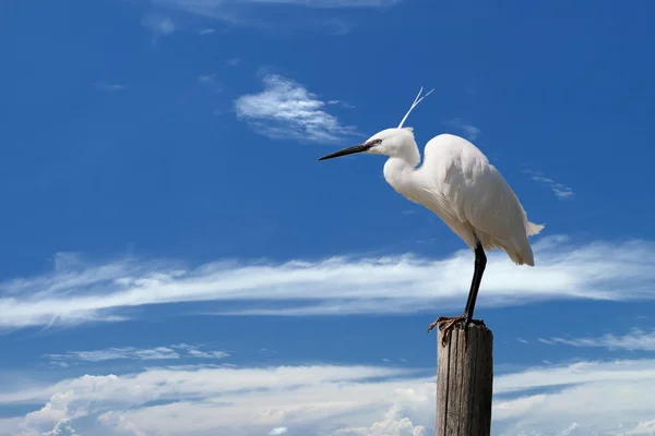 Білий чапля на фоні блакитного неба — стокове фото