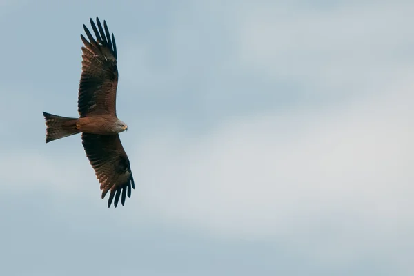 En kite örn flyger i bakgrunden ljus blå himmel — Stockfoto