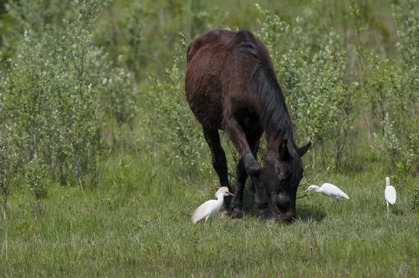 Een witte wild paard op groen gras achtergrond — Stockfoto