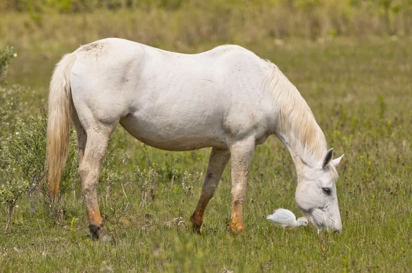 Um cavalo selvagem branco no fundo de grama verde — Fotografia de Stock
