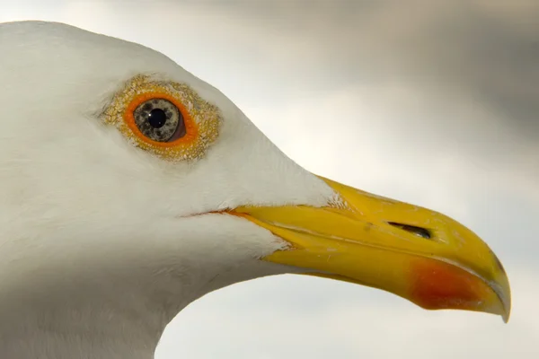 Seagull hoofd close-up macro detail — Stockfoto