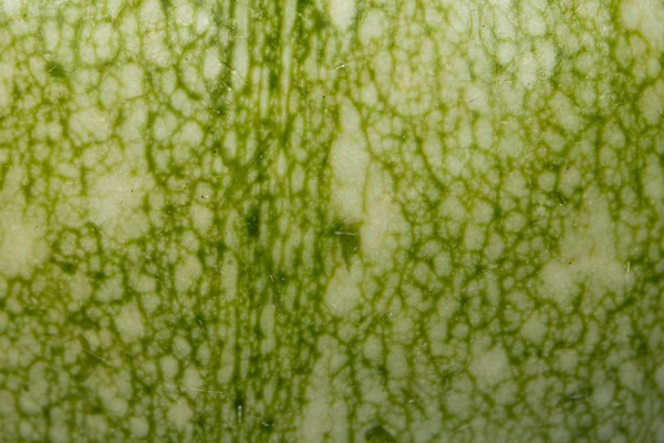 Natural vegetable texture: courgette — Stock Photo, Image