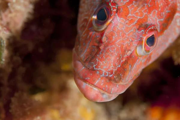 Roșu recif grouper pește uitându-se la tine — Fotografie, imagine de stoc