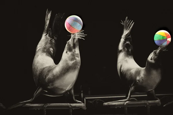 Circus Seal while playing on the black background — Stock Photo, Image