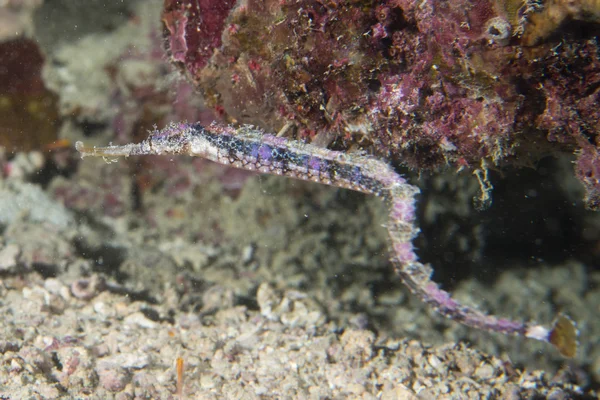 Rör fisk i cebu, Filippinerna — Stockfoto