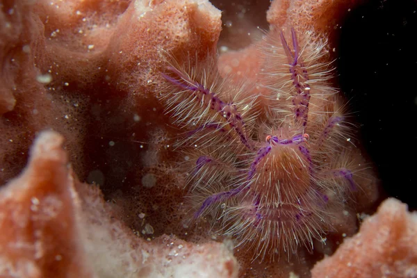 Harige krab op rode spons in Filippijnen — Stockfoto
