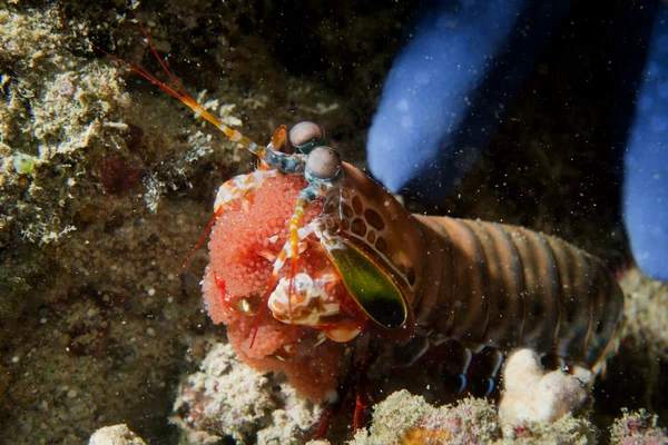 螳螂龙虾捍卫它的巢中卵 — 图库照片