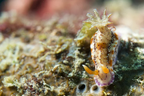 Ένα πολύχρωμο nudibranch στο cebu, Φιλιππίνες — Φωτογραφία Αρχείου