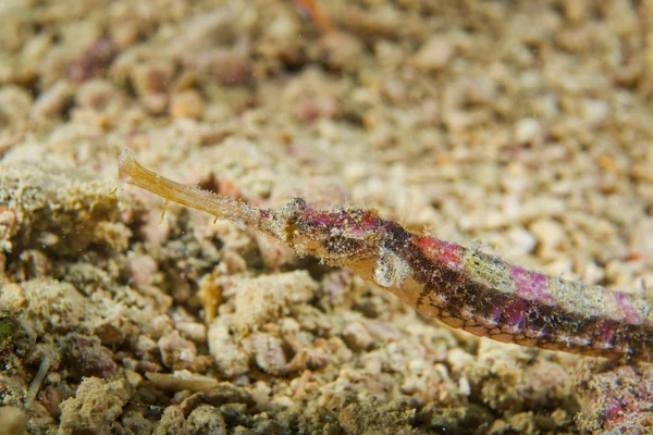 セブ島、フィリピンでのパイプの魚 — ストック写真