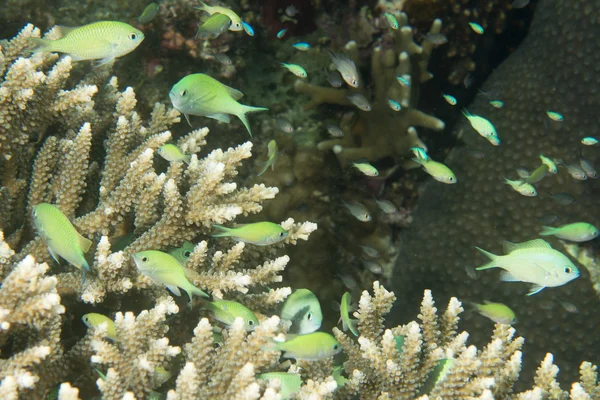 A school of fish over hard coral in Philippines — Stock Photo, Image