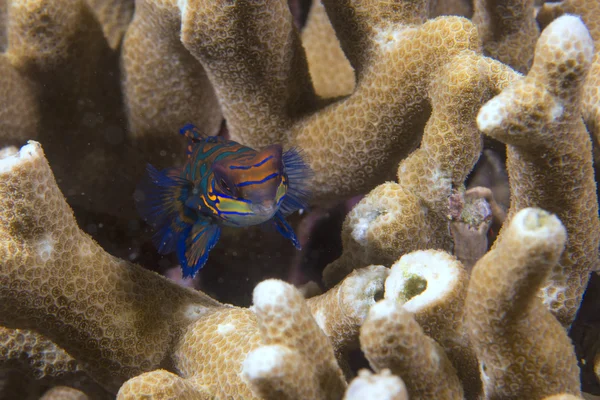 Мандаринская рыба на твёрдом коралловом фоне — стоковое фото