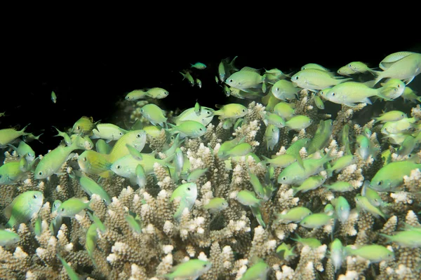 Una escuela de peces sobre coral duro en Filipinas — Foto de Stock