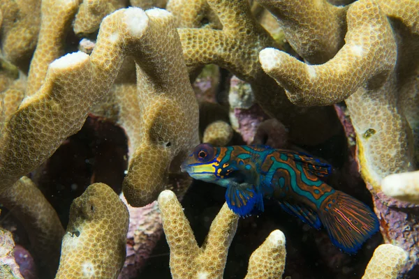 Poisson mandarin sur fond corail dur — Photo