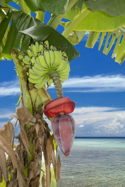Bananas on Turquoise Tropical Paradise background — Stock Photo, Image