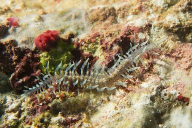 renkli omurgasızını Cebu, Filipinler