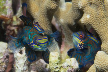 sert mercan zemin üzerine mandalina balık