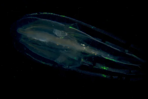 Plancton oceanico elettrico sott'acqua — Foto Stock