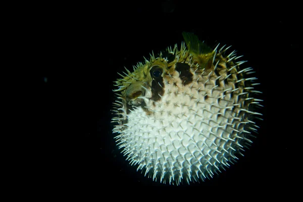 Uppblåsta porcupine puffer klumpa ihop sigfisken — Stockfoto