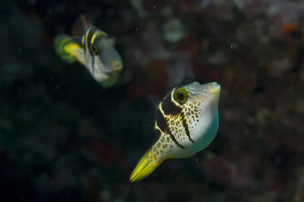 Un pesce palla nelle Filippine — Foto Stock