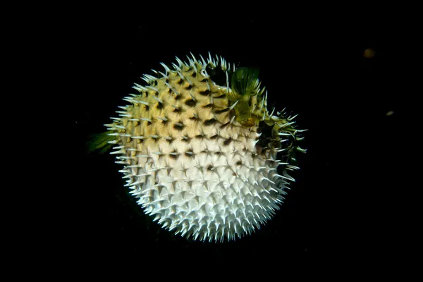 Φουσκωμένα porcupine ψάρια σφαιρών puffer — Φωτογραφία Αρχείου