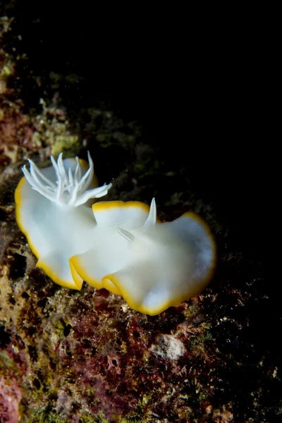 Ένα πολύχρωμο nudibranch στο cebu, Φιλιππίνες — Φωτογραφία Αρχείου