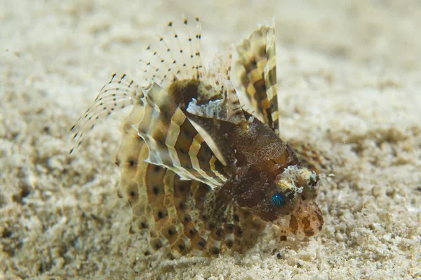 Djävulen fisk scorpion från Filippinerna — Stockfoto
