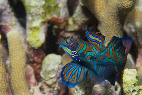 Ryba mandarínská na tvrdé korály pozadí — Stock fotografie