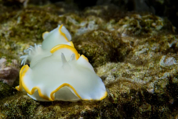 A colorful nudibranch in Cebu, Philippines — Stock Photo, Image