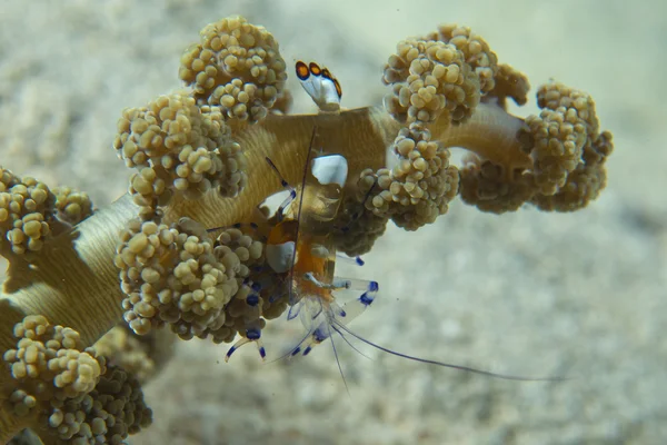 Shrimp on soft coral in Cebu, Phillipines — Stock Photo, Image