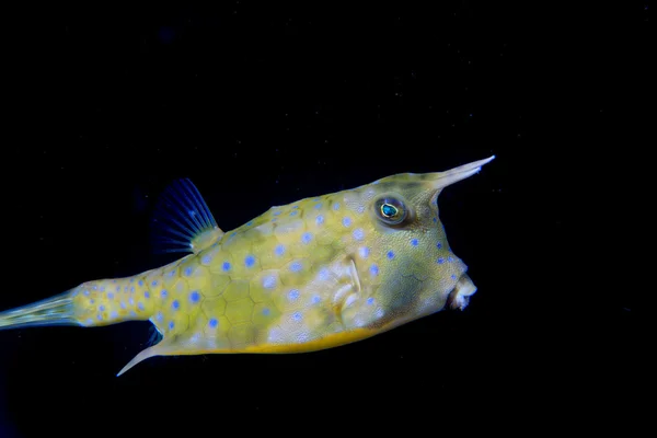 Box Fish during a night dive in Philippines — Stock Photo, Image