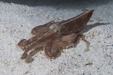 gece dalış Filipinler gelen kum üzerinde ahtapot