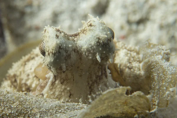 Octopus on sand from night dive in Philippines — Stock Photo, Image