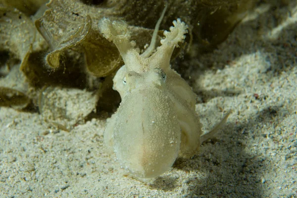 Octopus op zand uit nacht duiken in Filippijnen — Stockfoto