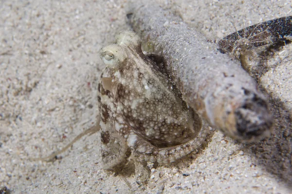Octopus on sand from night dive in Philippines — Stock Photo, Image