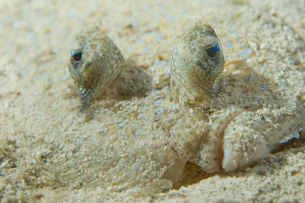 A flat fish eyes macro in Philippines — Stock Photo, Image