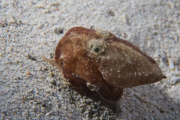 Octopus op zand uit nacht duiken in Filippijnen — Stockfoto