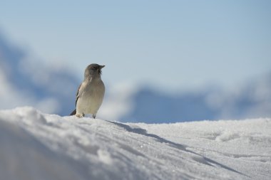 bir serçe dolomites kar kış
