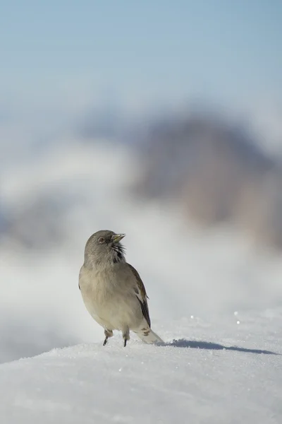 A sparrow in Dolomites snow winter time — Stock Photo, Image