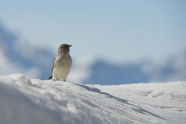 Un gorrión en la nieve Dolomitas invierno —  Fotos de Stock