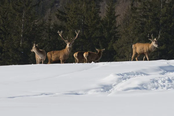 눈과 숲 배경에서 사슴 가족 — 스톡 사진