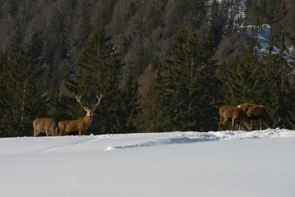 Geyik aile kar ve orman arka planda — Stok fotoğraf