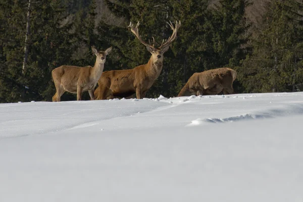 눈과 숲 배경에서 사슴 가족 — 스톡 사진