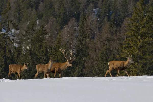 Famiglia di cervi in neve e sfondo della foresta — Foto Stock