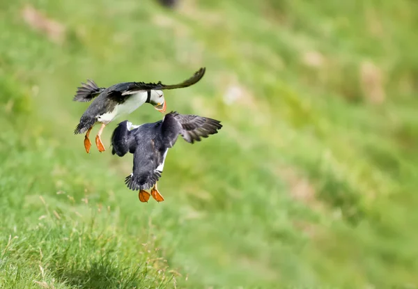 Due puffin atterraggio su erba verde — Foto Stock