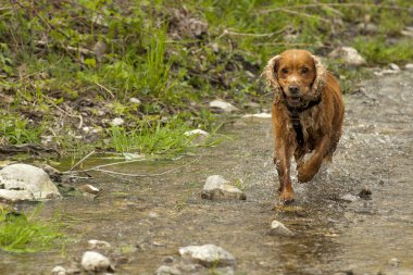 izole cocker spaniel için bir dere içinde çalışan