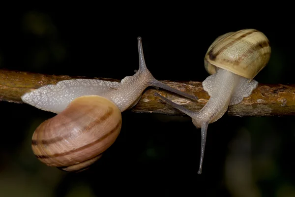 Caracol tocando antenas en una rama de árbol sobre fondo negro — Foto de Stock