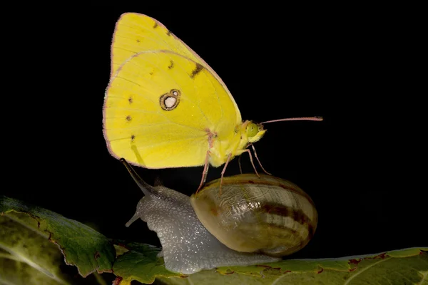 Žlutý motýl přistál na šnek — Stock fotografie