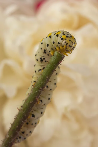 Una oruga de gusano palmero sobre fondo de flor blanca —  Fotos de Stock